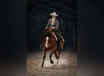 Pura Raza Árabe, Caballo castrado, 9 años, 155 cm, Castaño