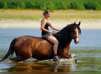 Pura Raza Árabe, Caballo castrado, 9 años, 155 cm, Castaño