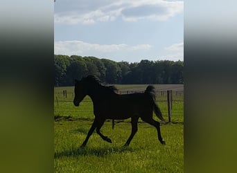 Pura Raza Árabe, Caballo castrado, 9 años, 158 cm, Castaño oscuro