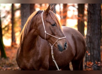Pura Raza Árabe, Caballo castrado, 9 años, 159 cm, Alazán