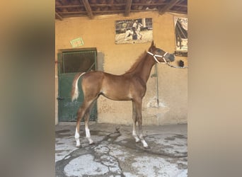 Pura Raza Árabe, Caballo castrado, Potro (02/2024), 90 cm, Alazán