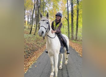 Pura Raza Árabe, Semental, 14 años, 150 cm, Tordo picazo