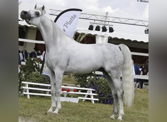 Pura Raza Árabe, Semental, 18 años, 156 cm, Tordo