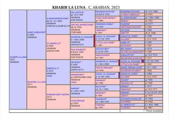 Pura Raza Árabe, Semental, 1 año, 140 cm, Castaño