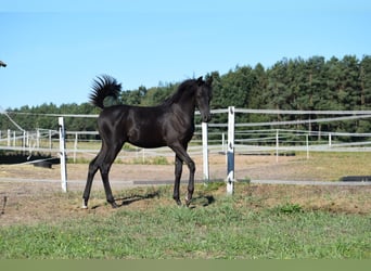 Pura Raza Árabe, Semental, 1 año, 143 cm, Negro