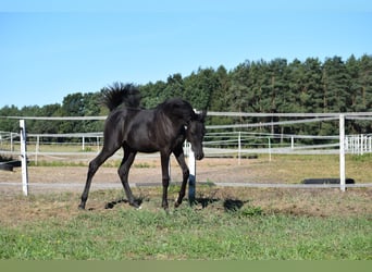Pura Raza Árabe, Semental, 1 año, 143 cm, Negro