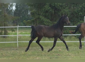 Pura Raza Árabe, Semental, 1 año, 148 cm, Morcillo