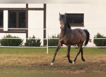 Pura Raza Árabe, Semental, 1 año, 148 cm, Morcillo