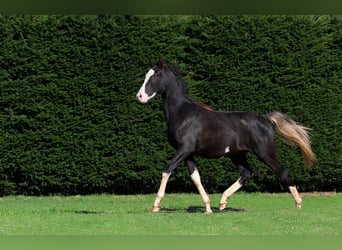 Pura Raza Árabe, Semental, 1 año, 150 cm, Negro