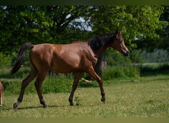 Pura Raza Árabe, Semental, 1 año, 152 cm, Castaño