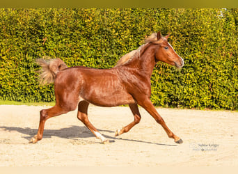 Pura Raza Árabe, Semental, 1 año, 153 cm, Alazán