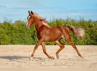 Pura Raza Árabe, Semental, 1 año, 153 cm, Alazán