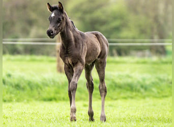 Pura Raza Árabe, Semental, 1 año, 153 cm, Negro