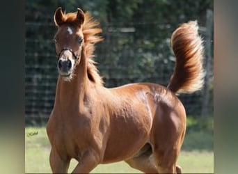 Pura Raza Árabe, Semental, 1 año, 155 cm, Alazán