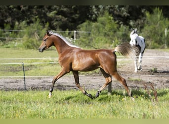 Pura Raza Árabe, Semental, 1 año, 155 cm, Castaño