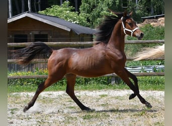 Pura Raza Árabe, Semental, 1 año, 155 cm, Castaño