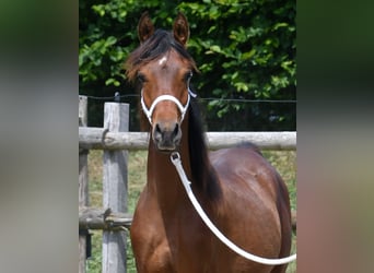 Pura Raza Árabe, Semental, 1 año, 155 cm, Castaño