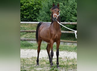 Pura Raza Árabe, Semental, 1 año, 155 cm, Castaño