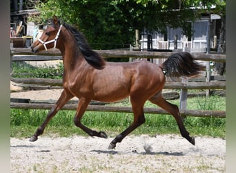 Pura Raza Árabe, Semental, 1 año, 155 cm, Castaño