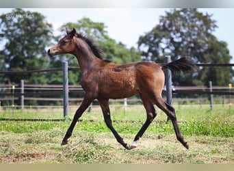 Pura Raza Árabe, Semental, 1 año, 155 cm, Castaño