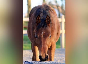 Pura Raza Árabe, Semental, 1 año, 155 cm, Castaño