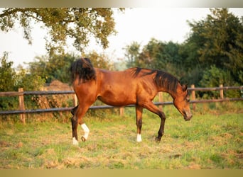 Pura Raza Árabe, Semental, 1 año, 155 cm, Castaño oscuro