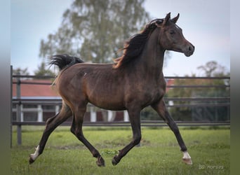 Pura Raza Árabe, Semental, 1 año, 155 cm, Castaño oscuro