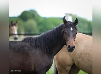 Pura Raza Árabe, Semental, 1 año, 155 cm, Castaño oscuro