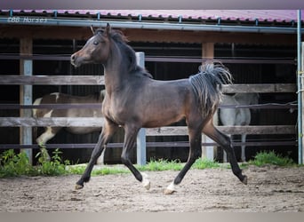 Pura Raza Árabe, Semental, 1 año, 155 cm, Castaño oscuro