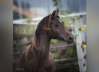 Pura Raza Árabe, Semental, 1 año, 155 cm, Castaño oscuro