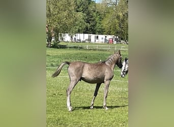 Pura Raza Árabe, Semental, 1 año, 155 cm, Musgo marrón