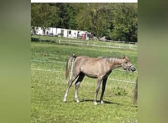 Pura Raza Árabe, Semental, 1 año, 155 cm, Musgo marrón