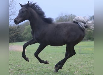 Pura Raza Árabe, Semental, 1 año, 155 cm, Negro