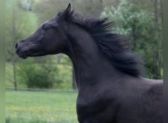 Pura Raza Árabe, Semental, 1 año, 155 cm, Negro