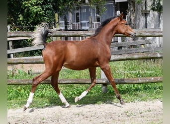 Pura Raza Árabe, Semental, 1 año, 156 cm, Castaño