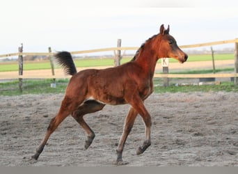 Pura Raza Árabe, Semental, 1 año, 157 cm, Castaño