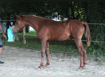 Pura Raza Árabe, Semental, 1 año, 158 cm, Alazán-tostado