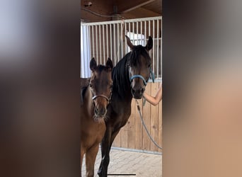 Pura Raza Árabe, Semental, 1 año, 158 cm, Castaño