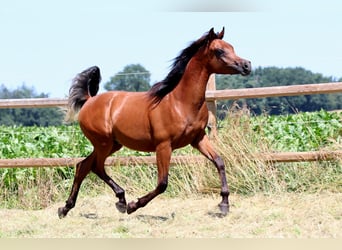 Pura Raza Árabe, Semental, 1 año, 158 cm, Castaño