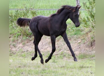 Pura Raza Árabe, Semental, 1 año, 158 cm, Negro