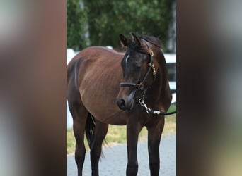 Pura Raza Árabe, Semental, 1 año, 160 cm, Morcillo