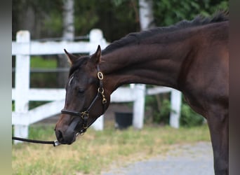 Pura Raza Árabe, Semental, 1 año, 160 cm, Morcillo