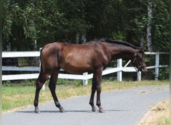 Pura Raza Árabe, Semental, 1 año, 160 cm, Morcillo