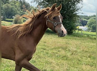 Pura Raza Árabe, Semental, 1 año, Alazán