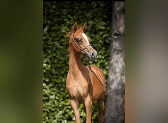Pura Raza Árabe, Semental, 1 año, Alazán-tostado