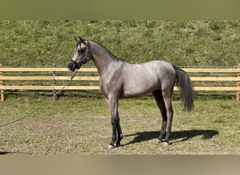 Pura Raza Árabe, Semental, 1 año