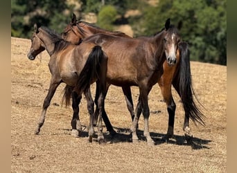 Pura Raza Árabe, Semental, 1 año, Castaño