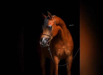 Pura Raza Árabe, Semental, 1 año, Castaño