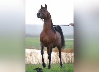 Pura Raza Árabe, Semental, 1 año, Castaño oscuro