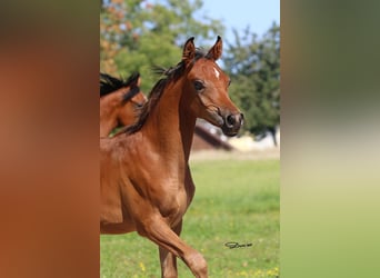 Pura Raza Árabe, Semental, 1 año, Castaño